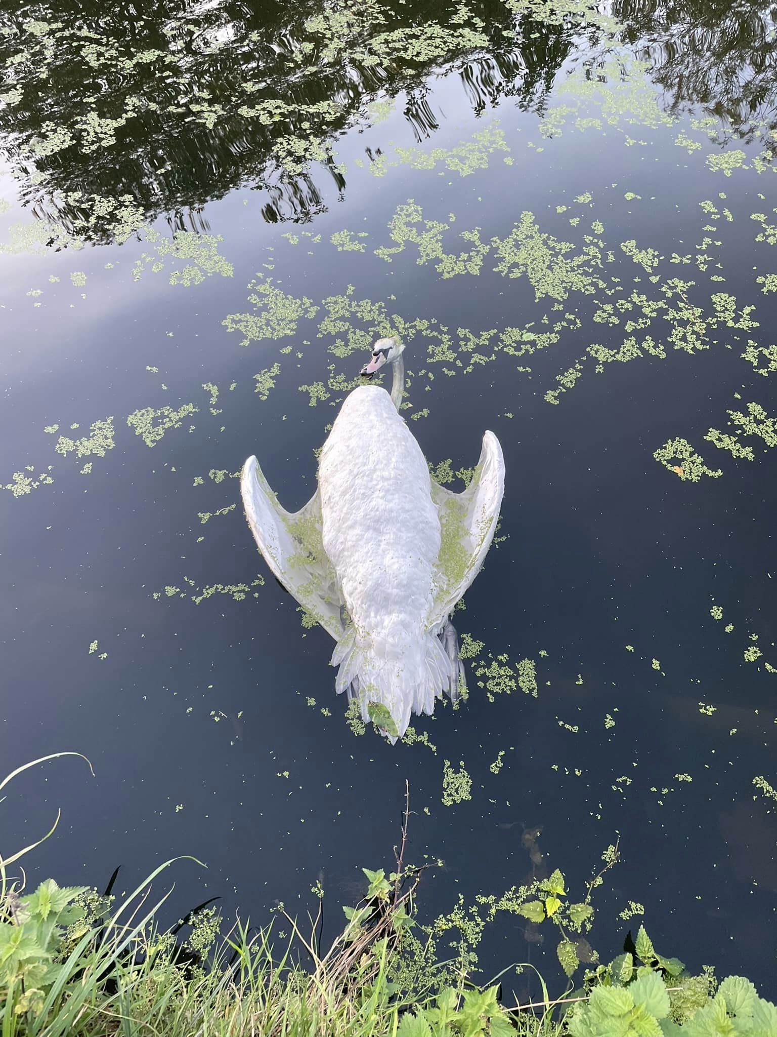 Swan Support have so far found 25 swans, 15 geese, three ducks two coots and a moorhen