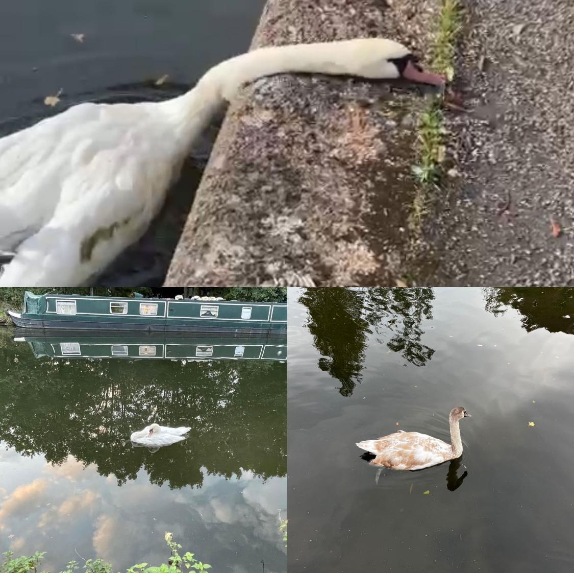 Community group Friends of Grand Union Canal have joined Swan Support in a quest for answers over the dead birds