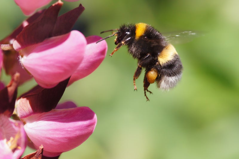 Bumblebee numbers dropped to record low in 2024, report finds