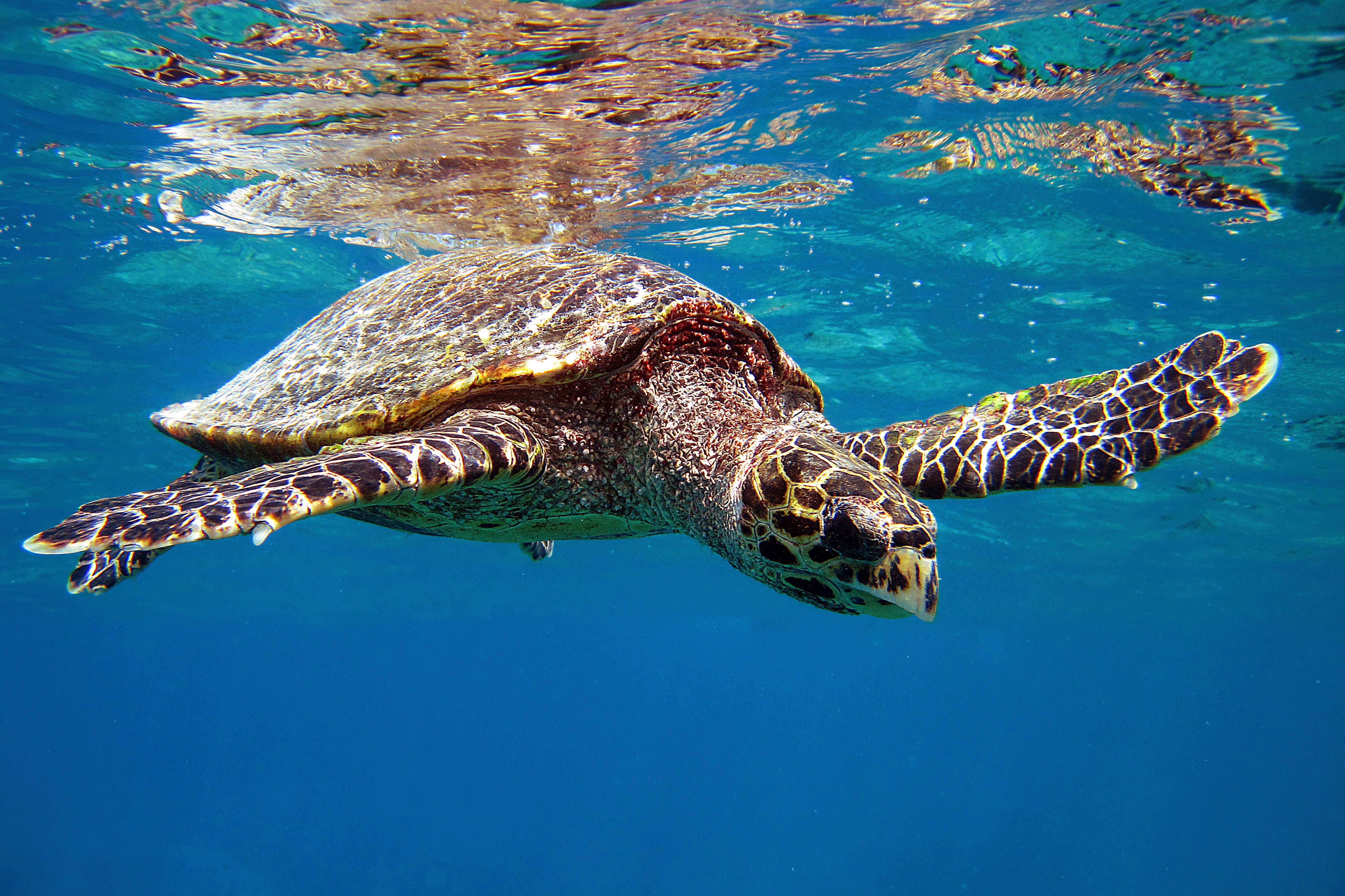 Go wildlife spotting for hawksbill turtles at the Ras Al Jinz Turtle Reserve