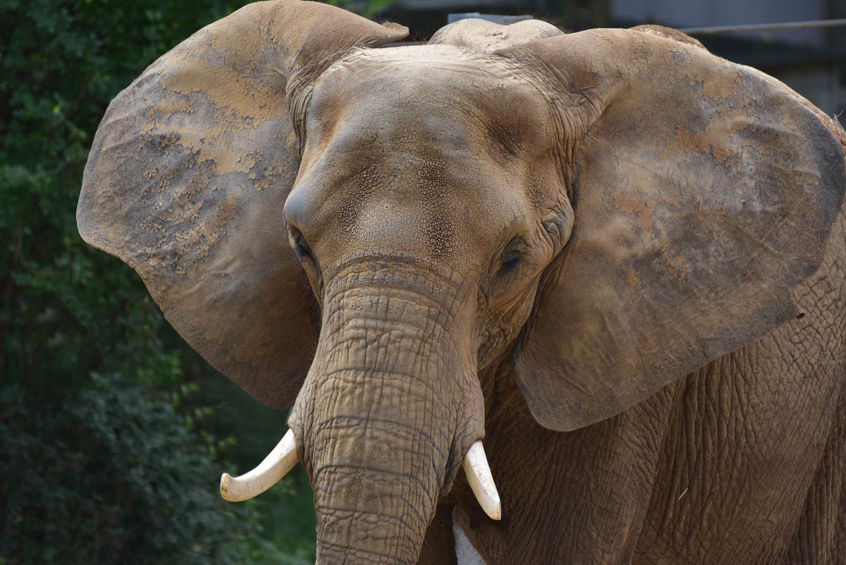 Anna, the Maryland Zoo’s oldest African elephant, is euthanized after fall