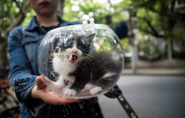 <p>Girl carries a kitten in a fishbowl</p>