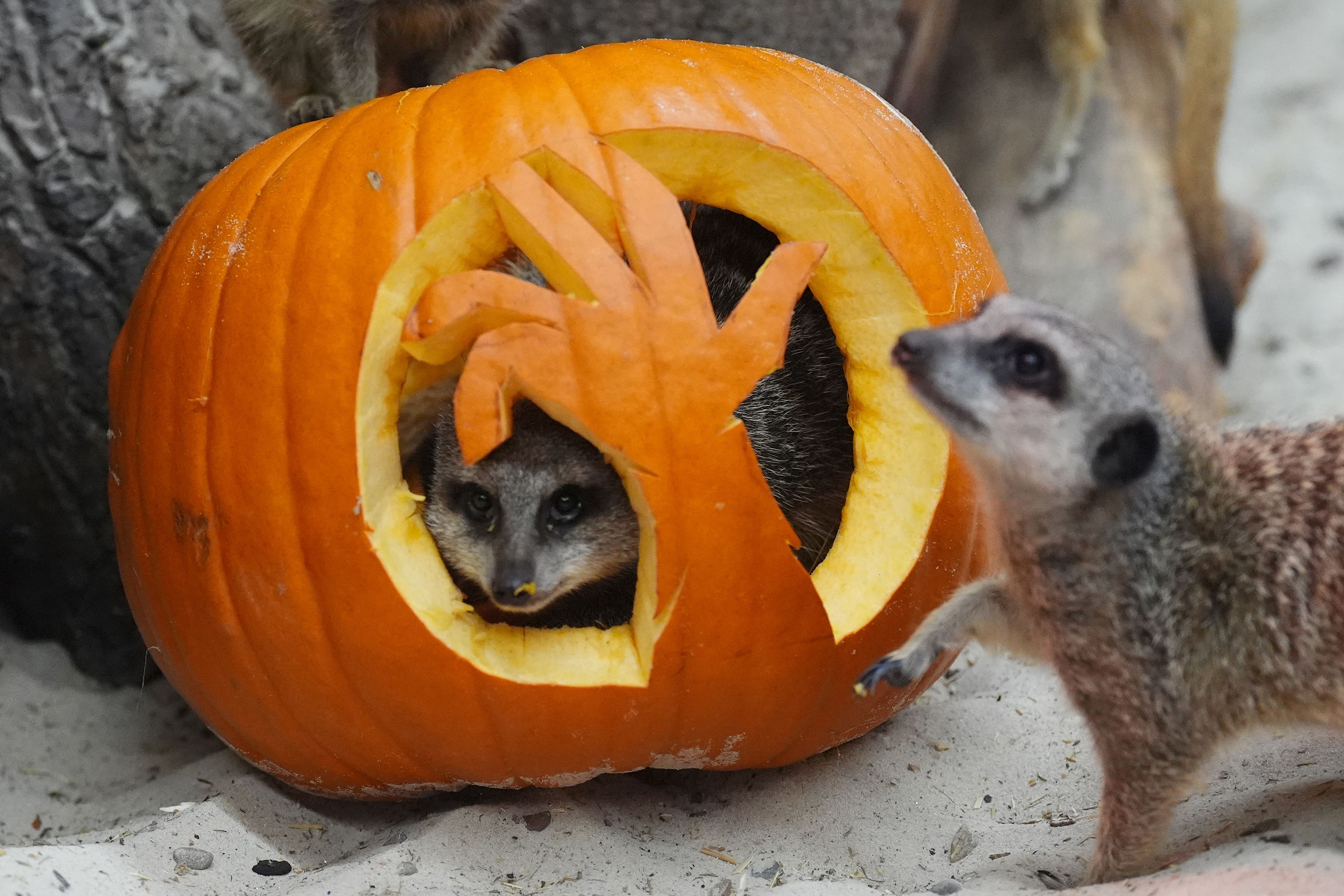 Meerkats with a pumpkin at Blair Drummond Safari Park (Andrew Milligan/PA)