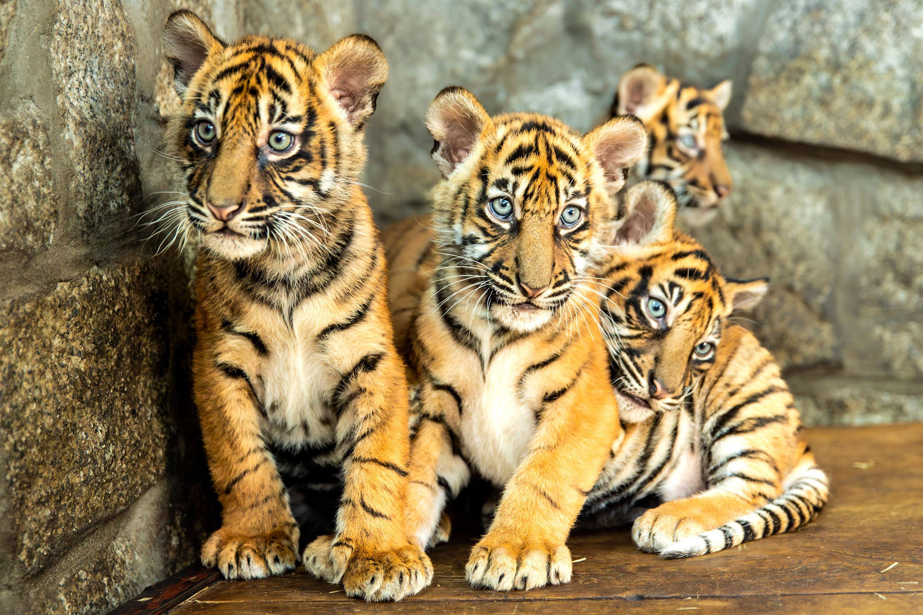 Poland Sumatran Tigers