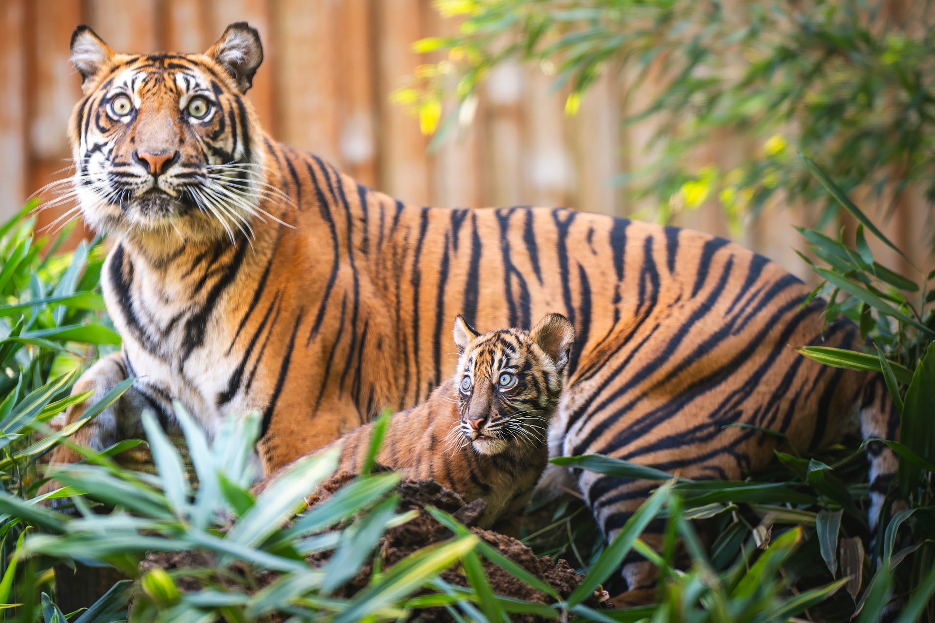 Poland Sumatran Tigers
