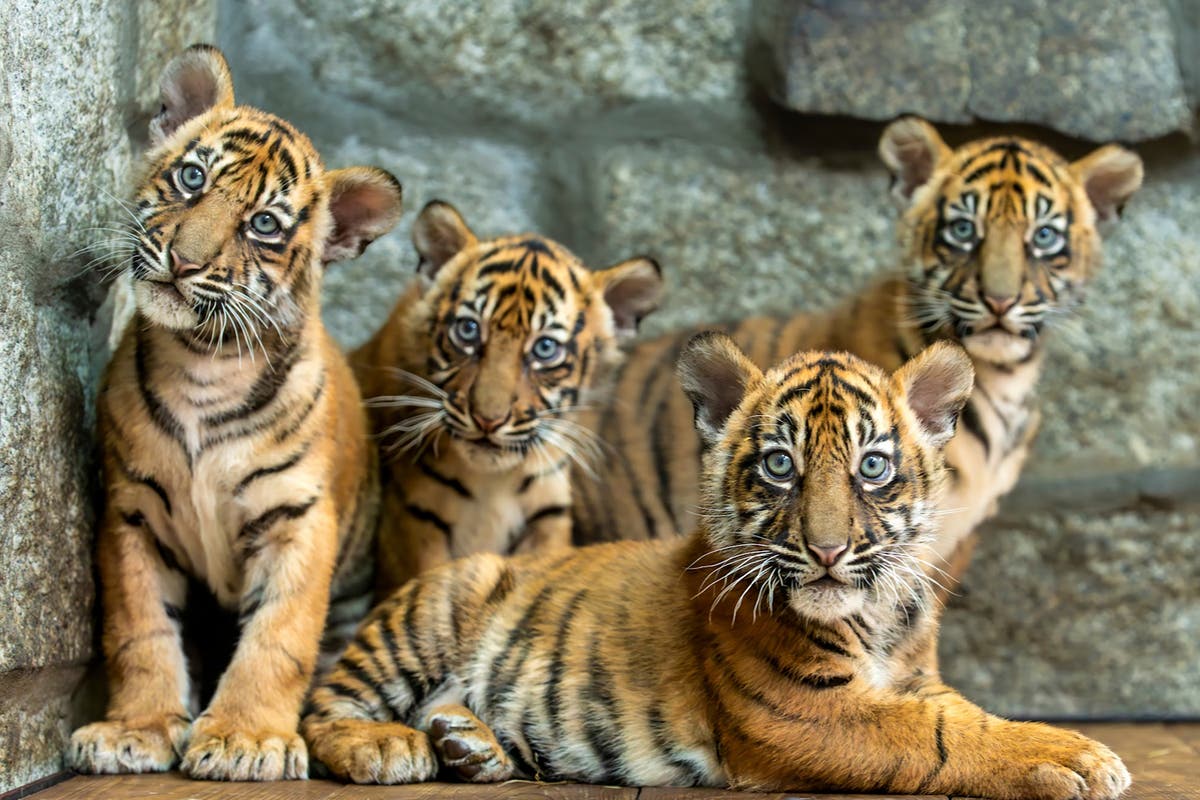 Polskie Zoo świętuje narodziny 4 tygrysów sumatrzańskich, gatunku zagrożonego