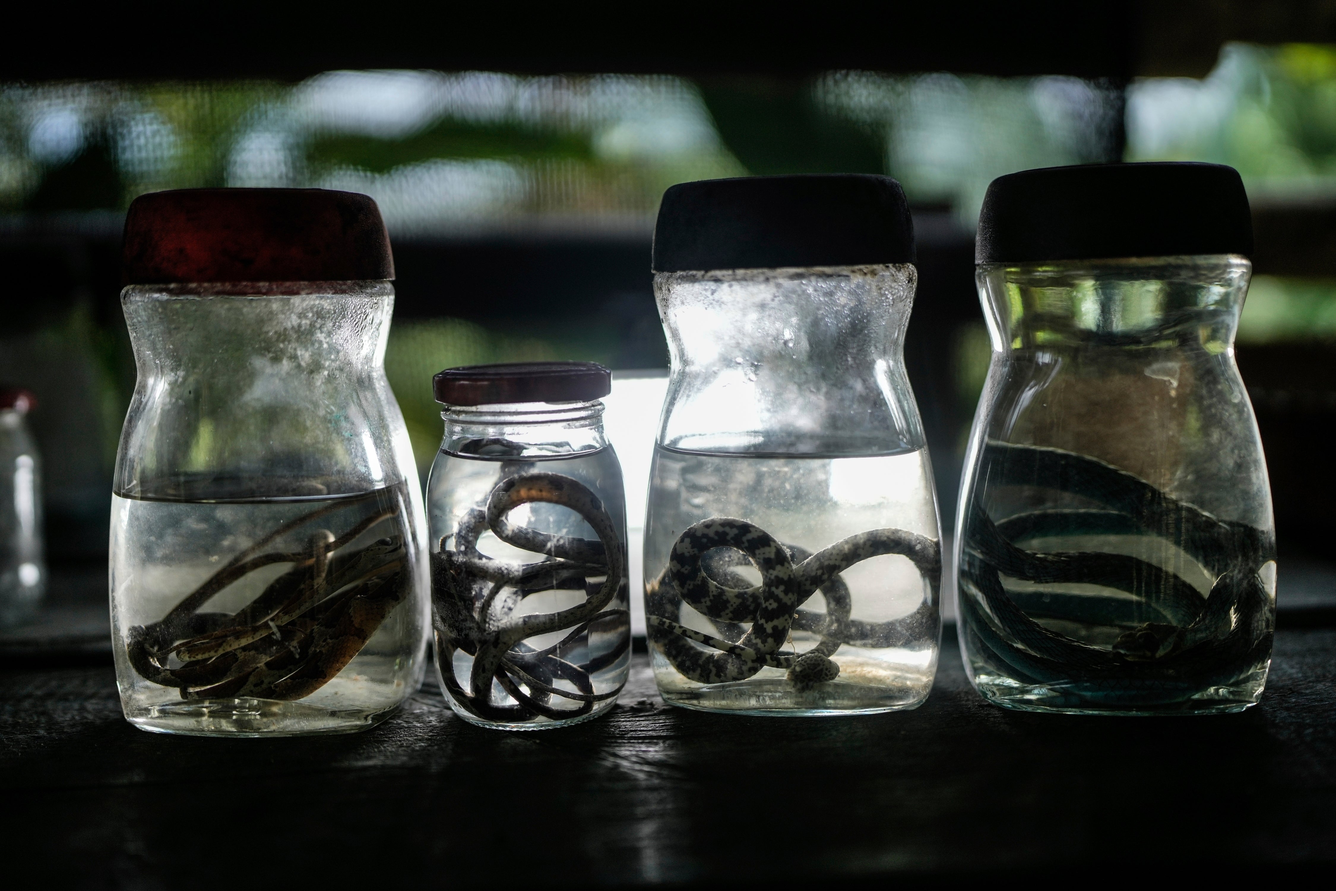 Climate COP16 Colombia Reforestation