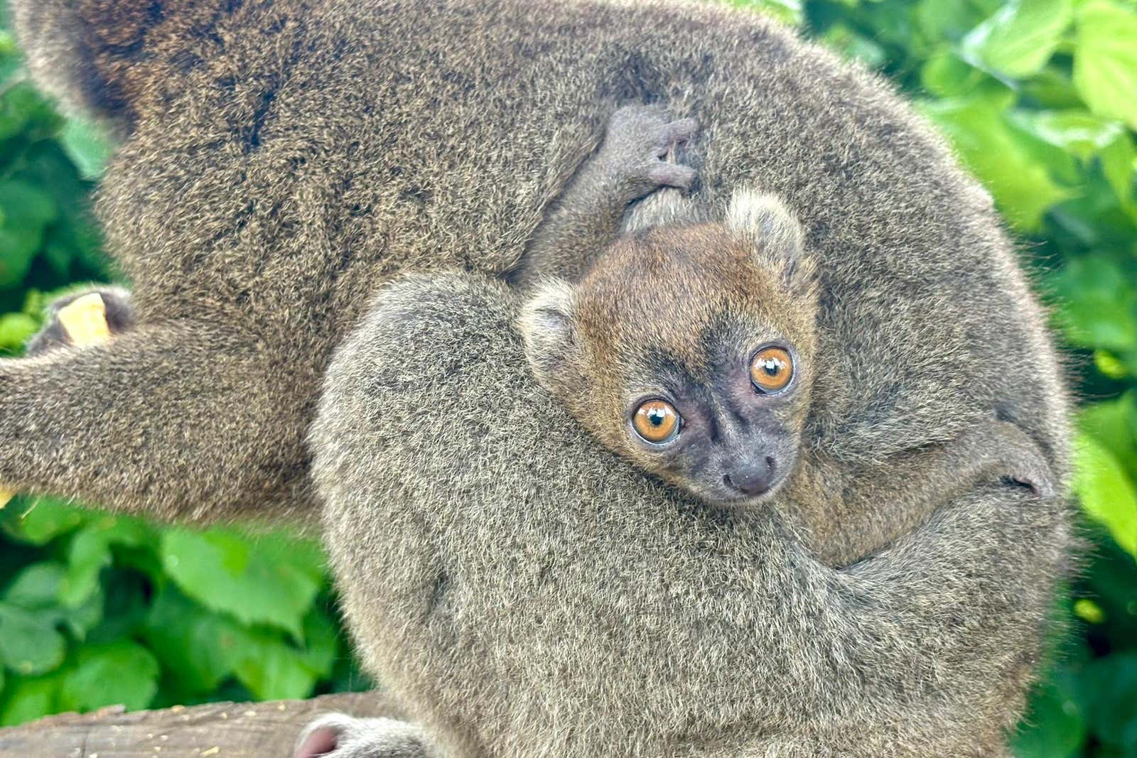 Births of the greater bamboo lemur in captivity are extremely rare (Cotswold Wildlife Park/PA)