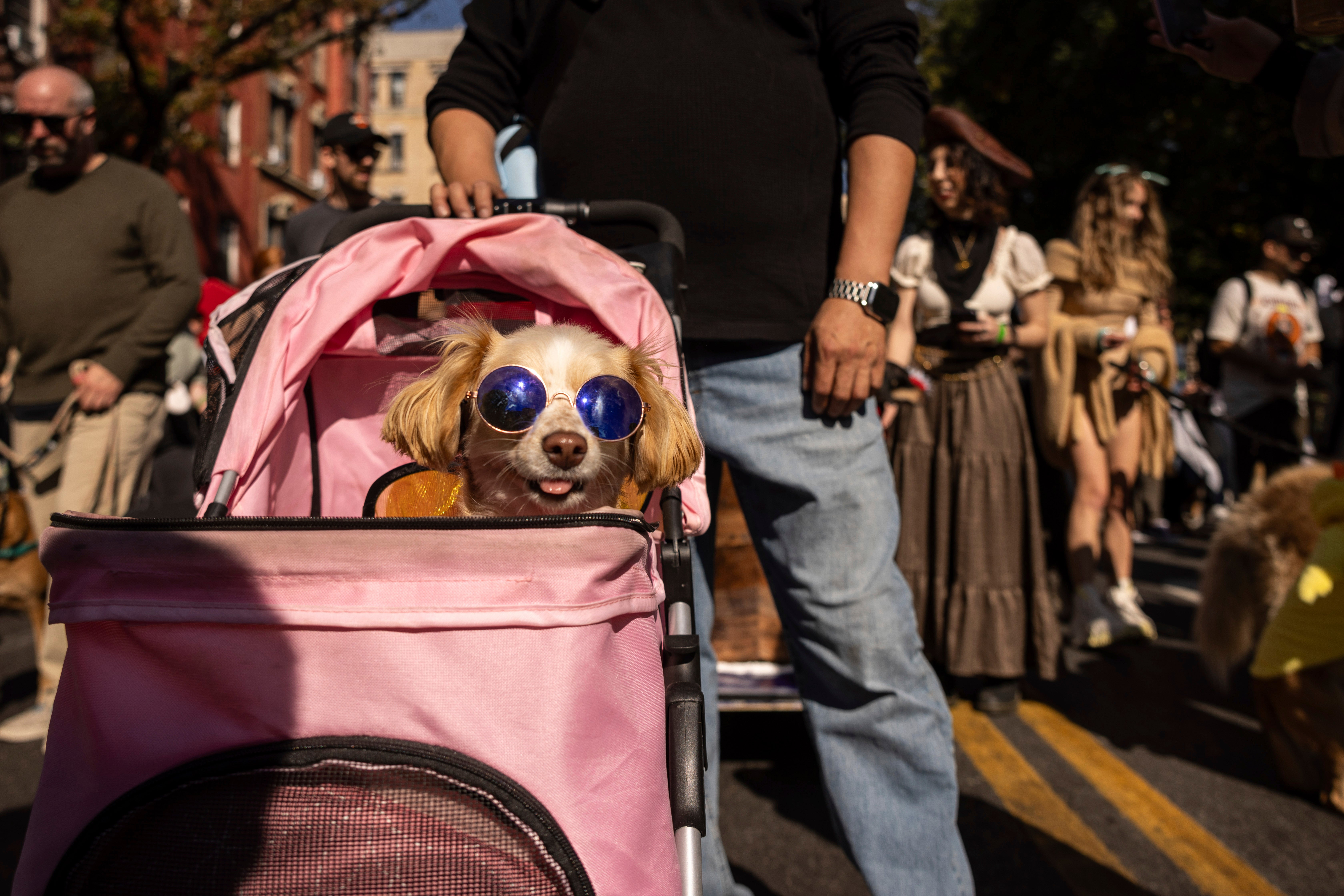 NYC Halloween Dog Parade