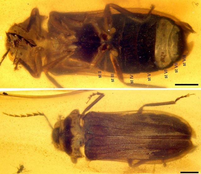 <p>Firefly species Flammarionella hehaikuni found trapped in a Burmese amber </p>