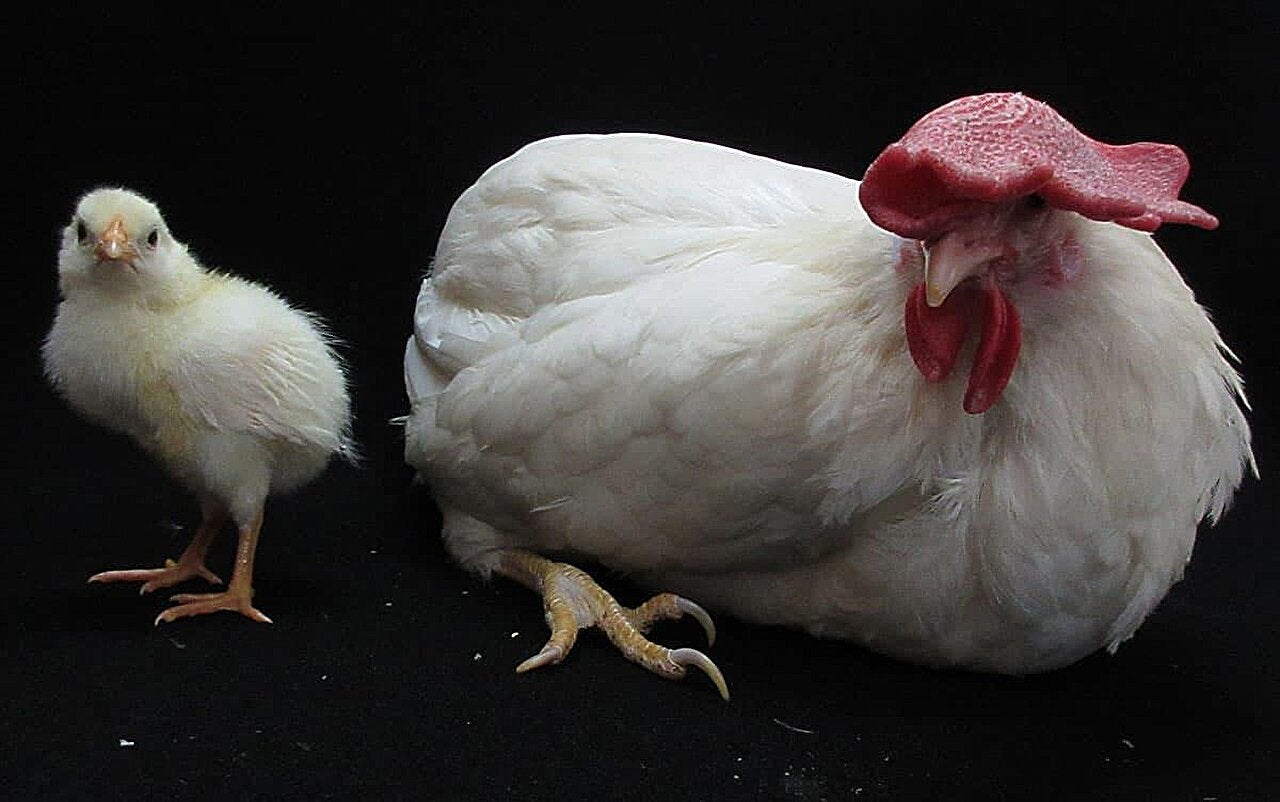 Chicks grown inside transparent egg