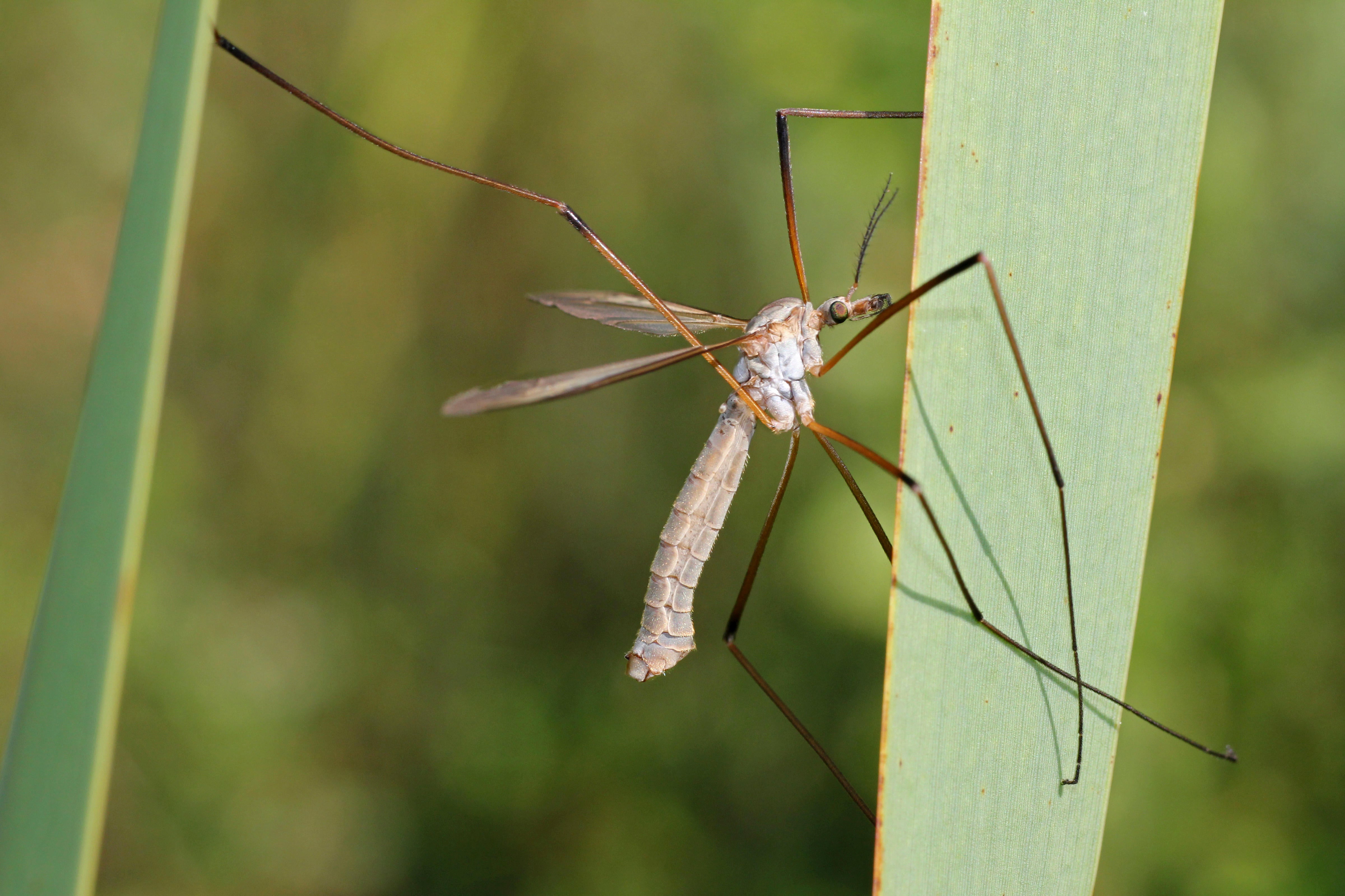 A cranefly