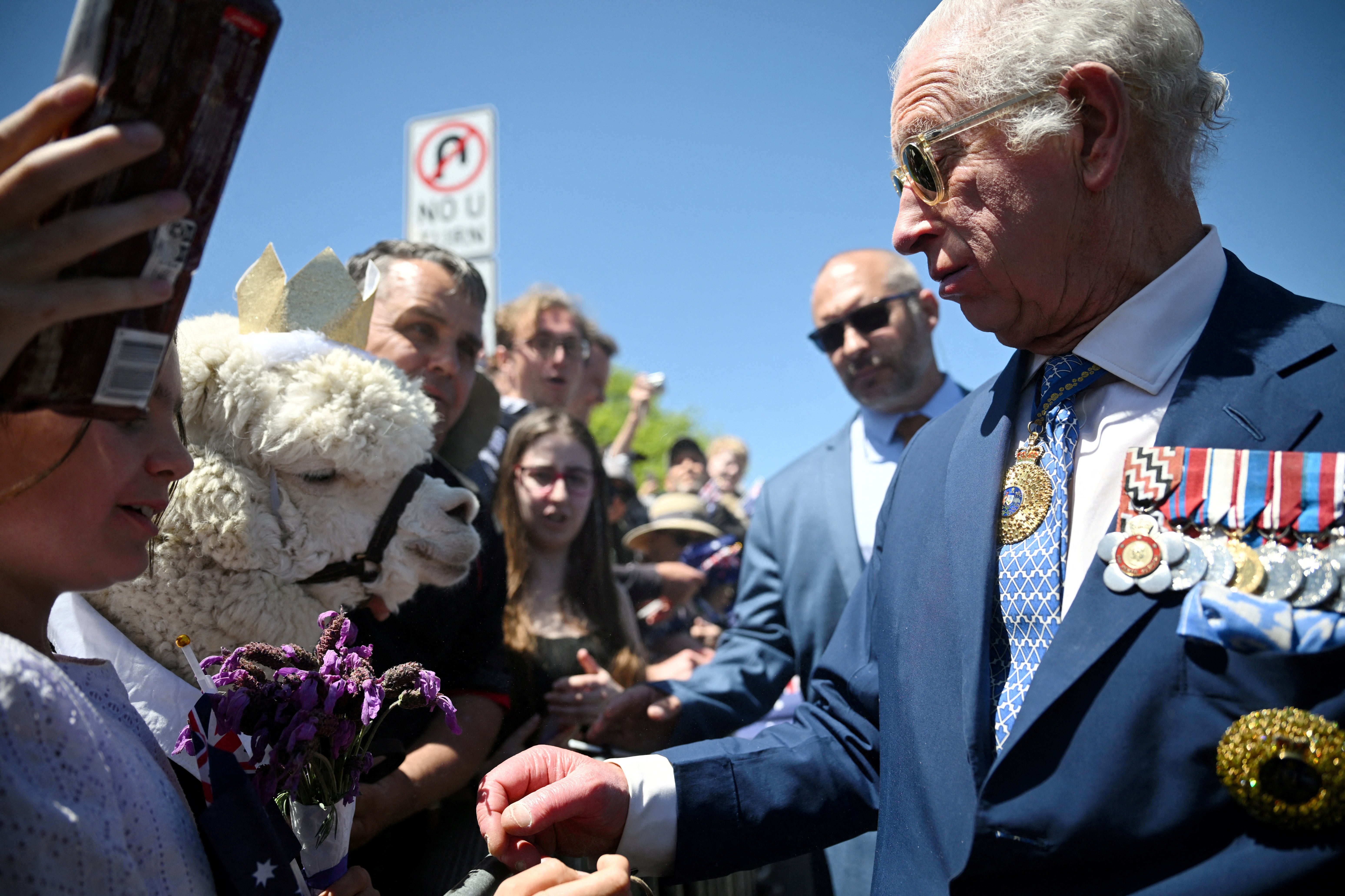 Voor de gelegenheid droeg de alpaca een gouden kroon.