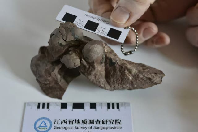 <p>Dinosaur egg fossil found in China’s Ganzhou</p>
