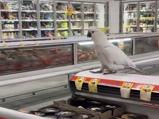 Mickey was trapped for nearly a month in Coles supermarket in New South Wales, Australia