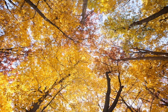 Gardening-Native Trees