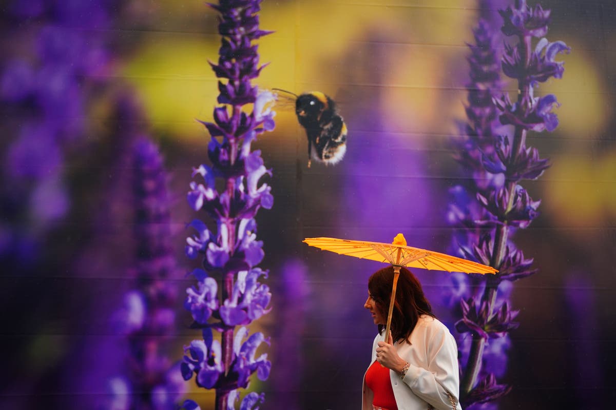 AI-assisted garden that can say how it is feeling set for Chelsea Flower Show