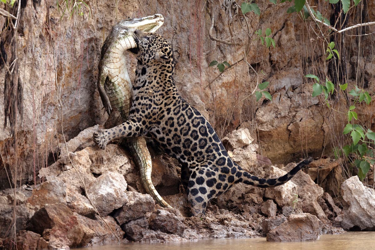 Caiman-eating jaguars survive fires in Brazil&rsquo;s Pantanal wetlands