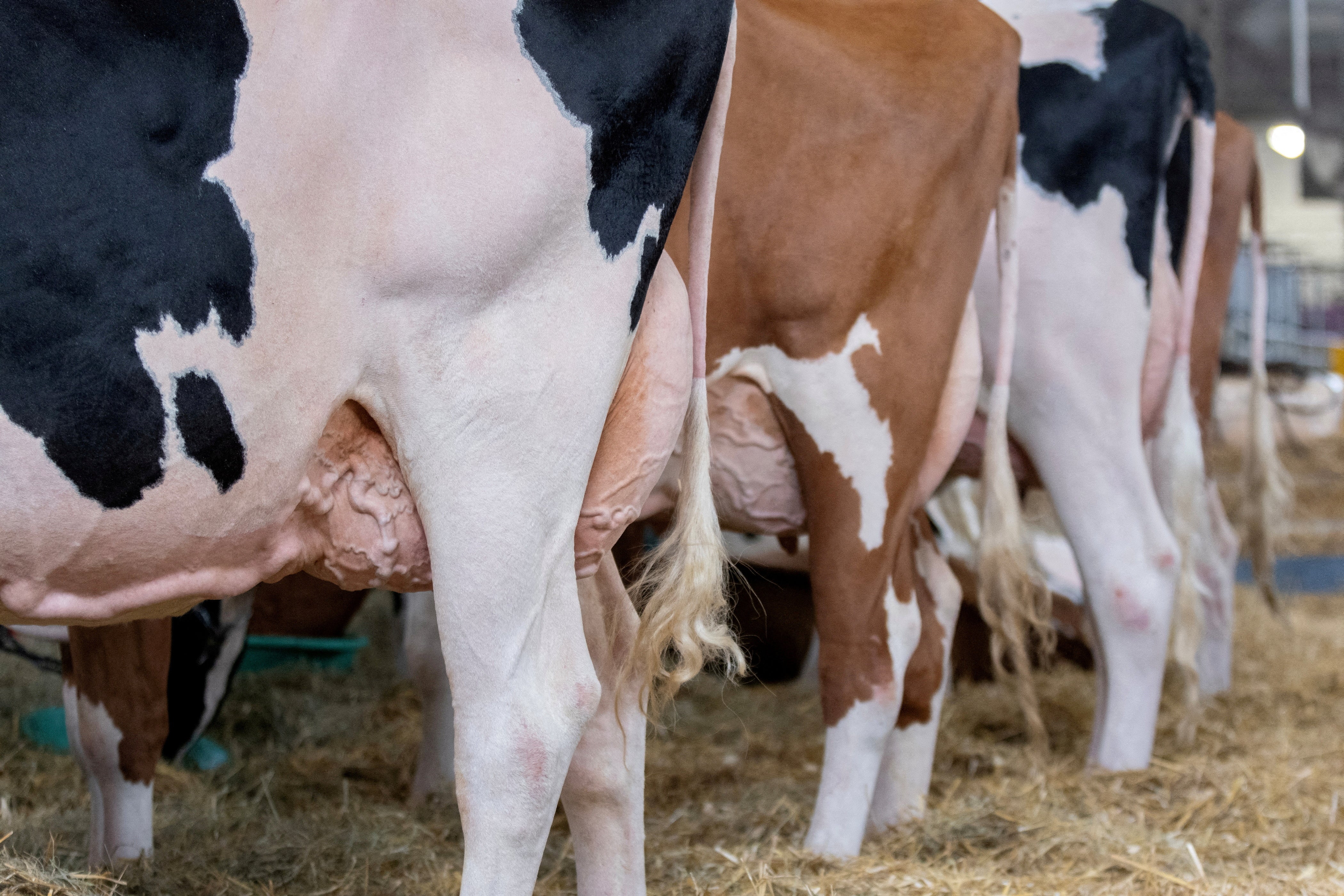 Cows are shown by exhibitors at the state fair in West Allis, Wisconsin, last August. Hundreds of livestock herds have been infected with bird flu across 14 states this year