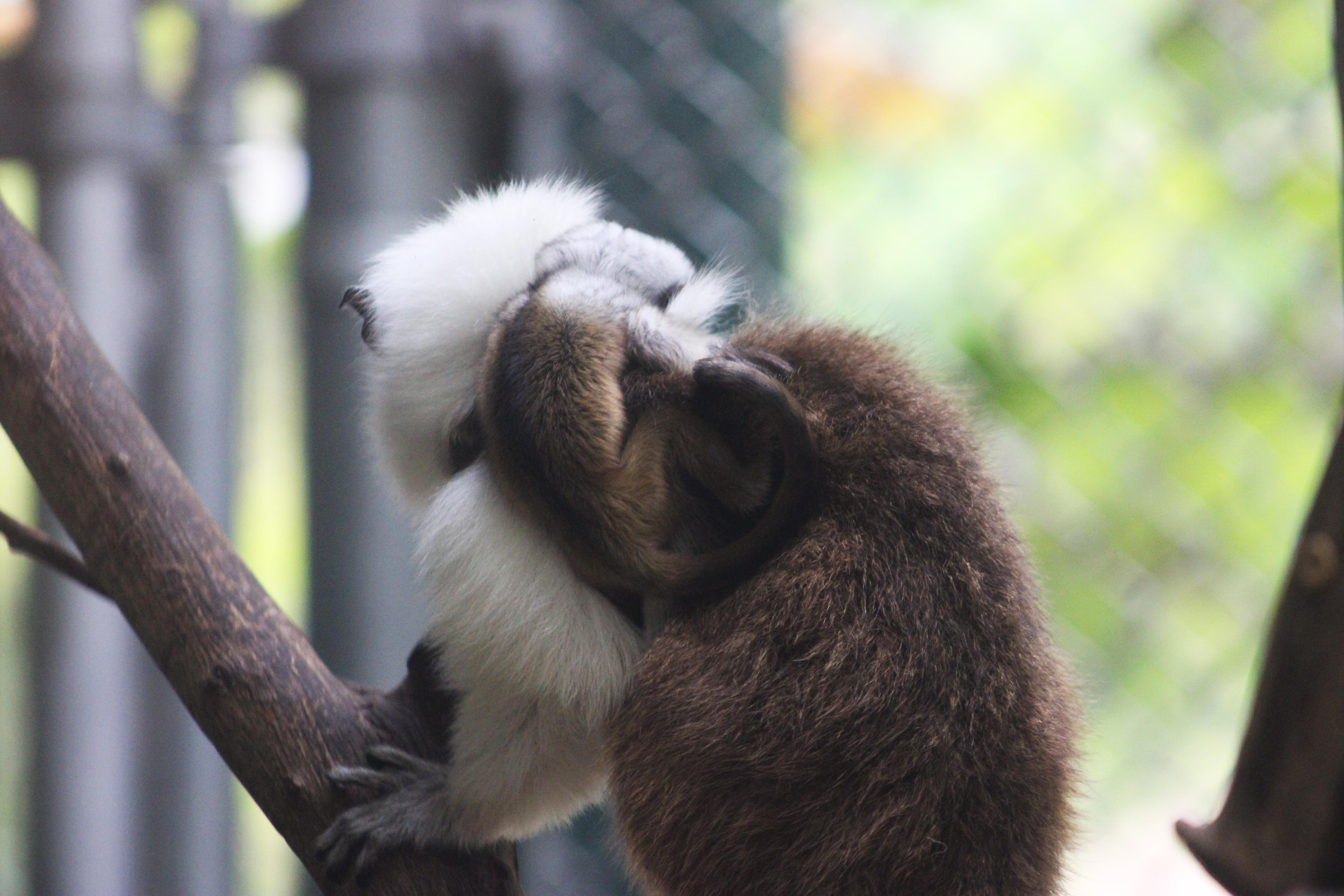 A small pied tamarin tail is seen in this close up shot of one of the babies.