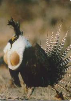 BLM announced plans to protect the Gunnison sage-grouse, a threatened species, by conserving lands in Colorado — a move that Rep Lauren Boebert took issue with