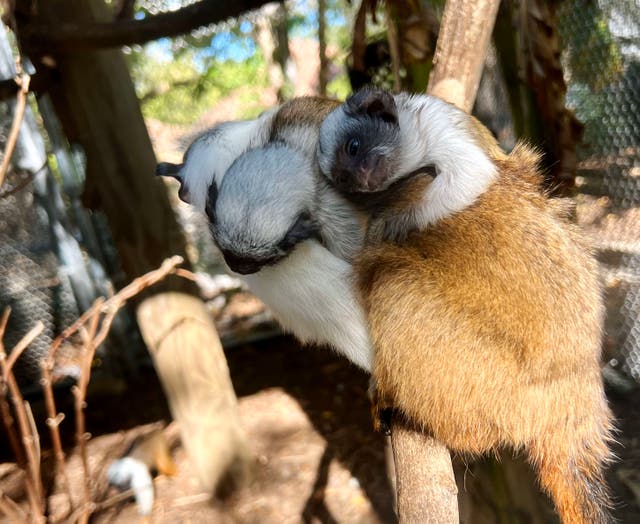 <p>A close up image captures the expressive face of one of the newborn pied tamarins as it snuggles on the back of another monkey.</p>