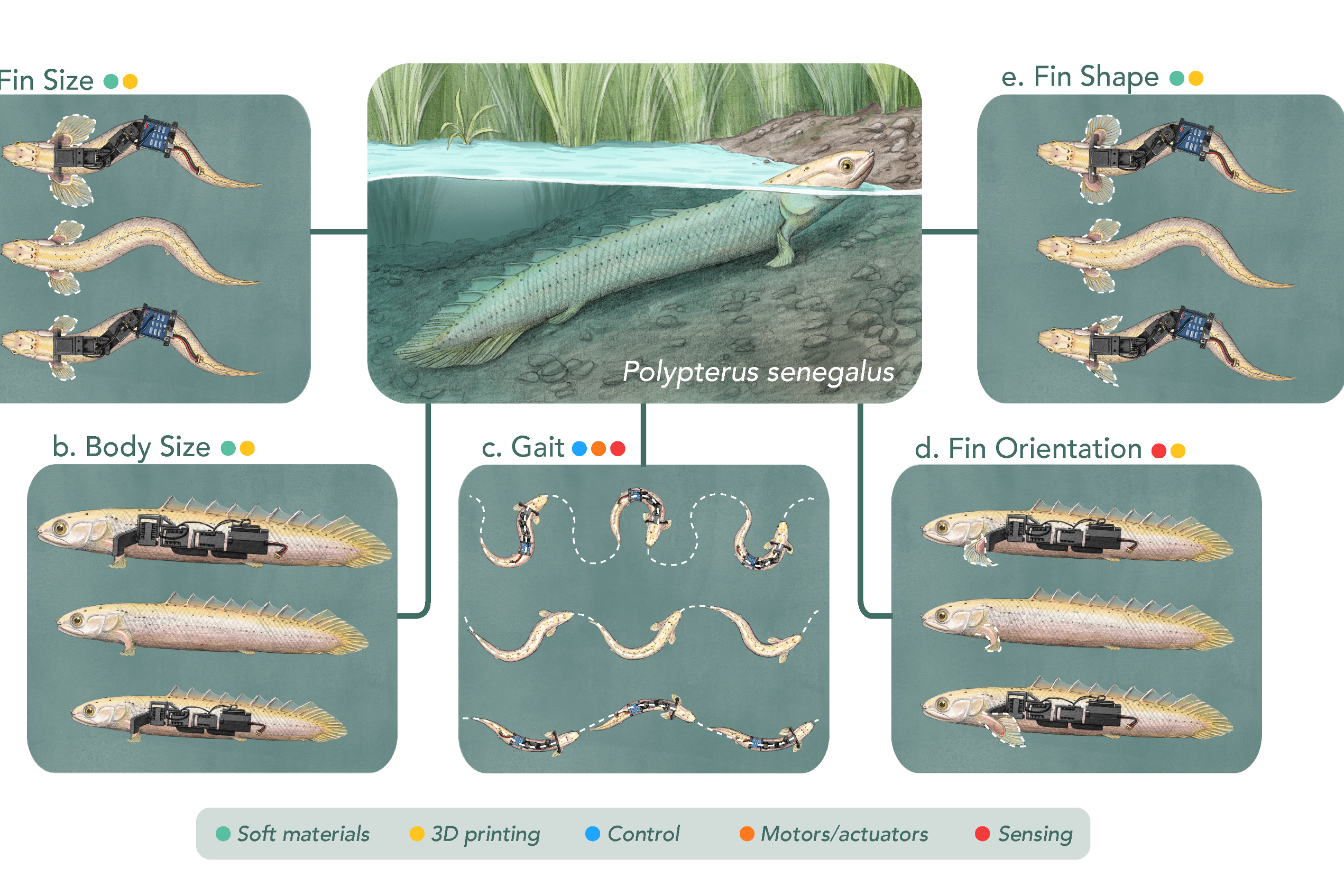 Robots to help scientists understand how fish started to walk on land (University of Cambridge)