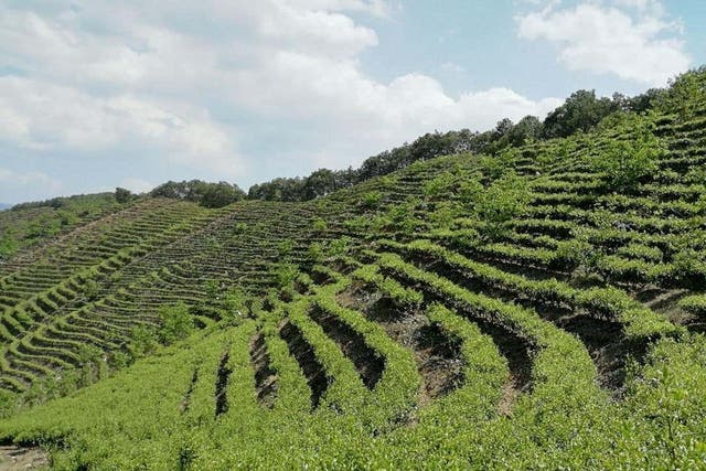 The Met Office is working with Chinese scientists to help protect tea harvests (Shoajuan Li/PA)