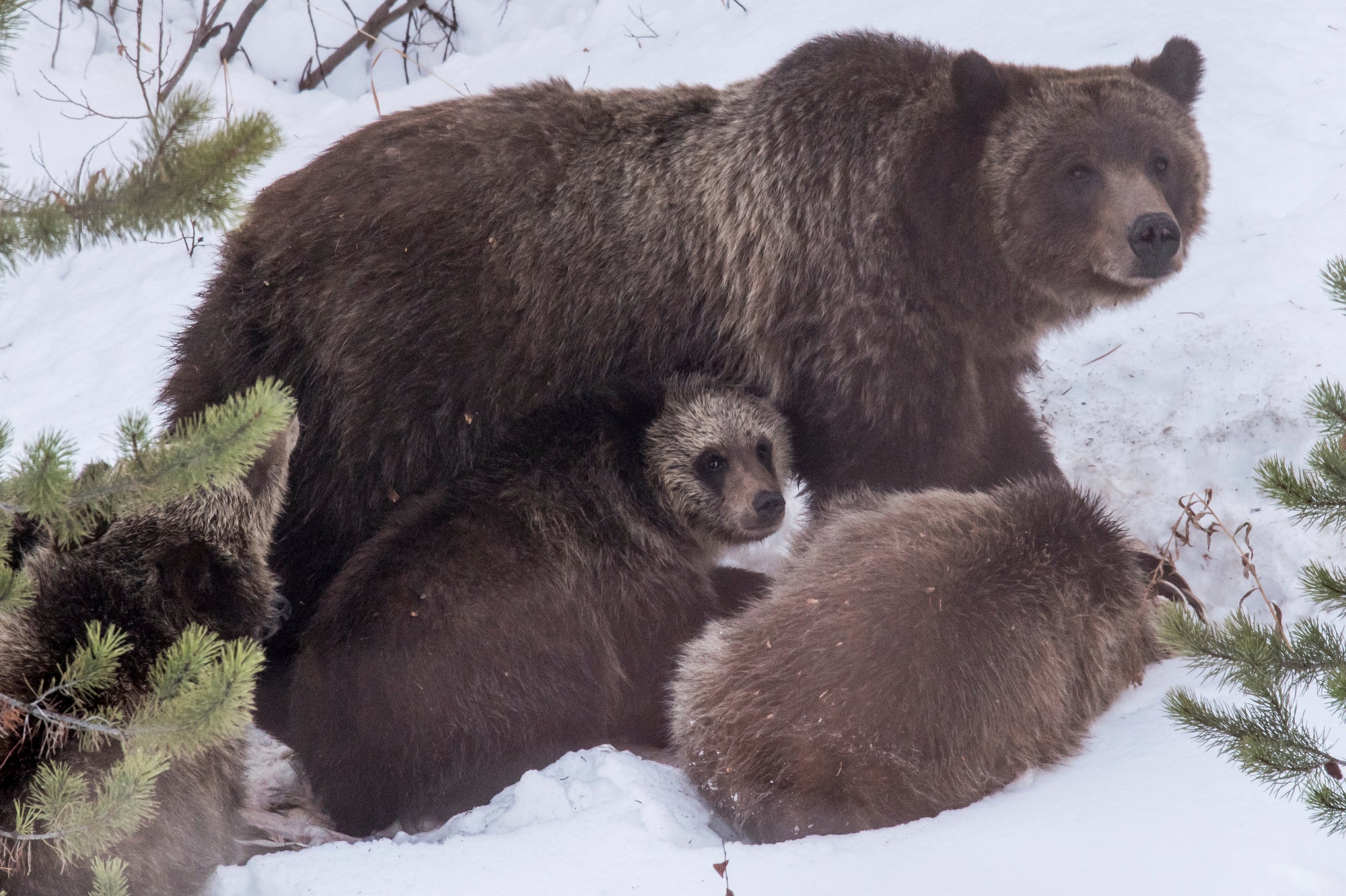 Grizzly Bear 399 and her four cubs feed on a deer carcass on November 17, 2020, in southern Jackson Hole Wyoming