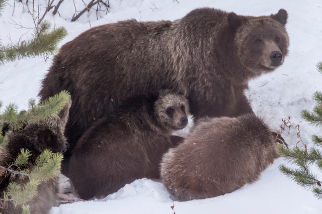 <p>Grizzly Bear 399 and her four cubs feed on a deer carcass on November 17, 2020, in southern Jackson Hole Wyoming</p>