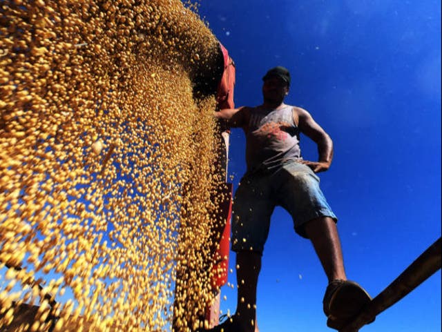 <p>A worker scatters cropped soybeans in a truck in Brazil</p>