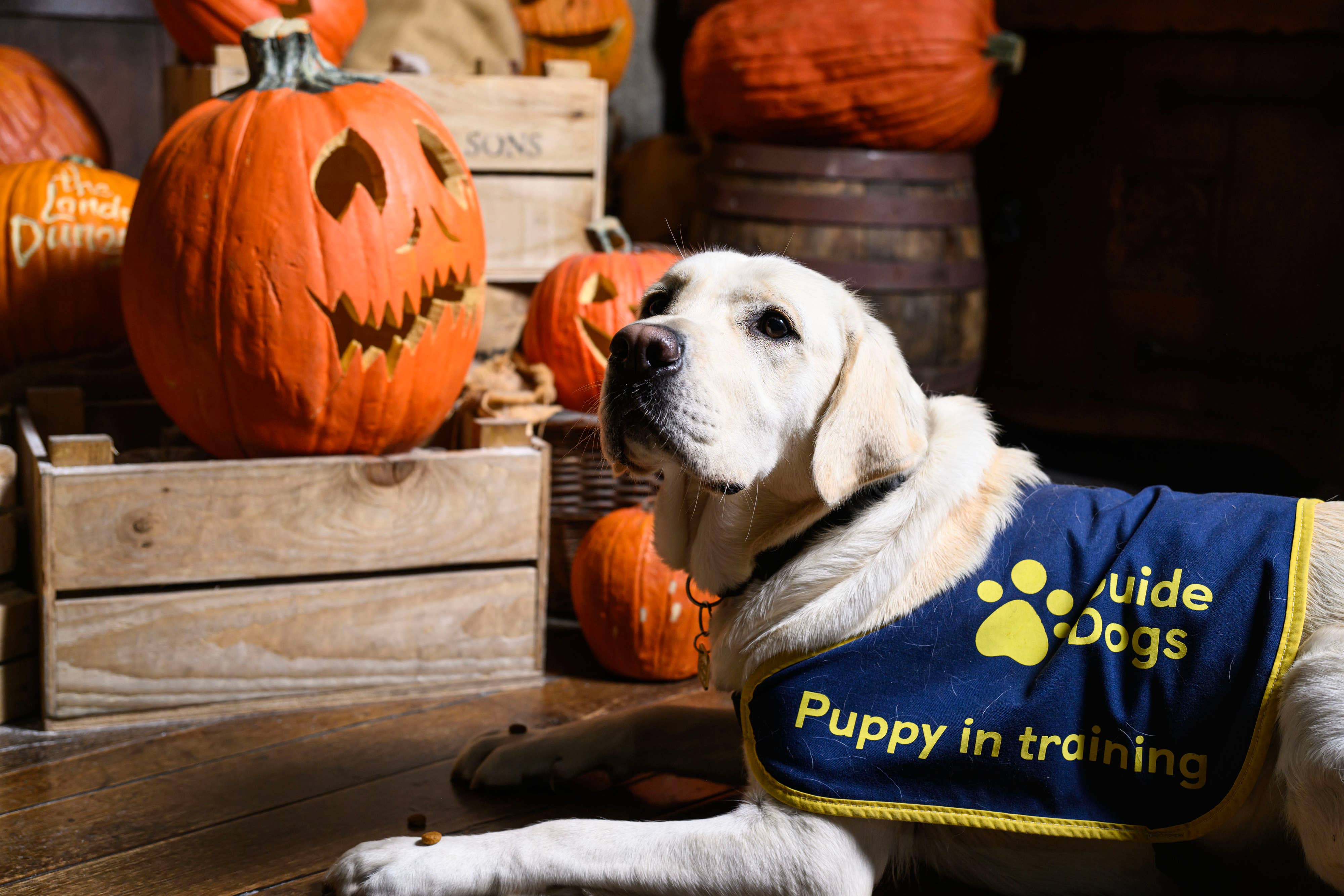 Guide Dogs is taking their puppies to Halloween activities to build the dogs’ confidence ahead of the spooky day (Doug Peters/PA)