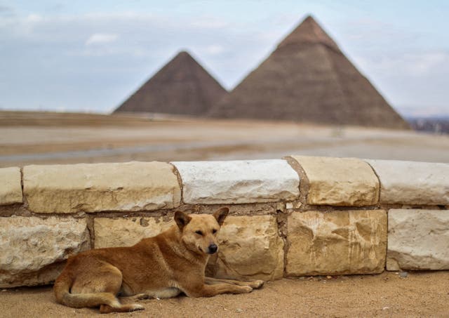 <p>Un perro sentado en un mirador junto a las pirámides de Guiza, Egipto, el 13 de marzo de 2020</p>