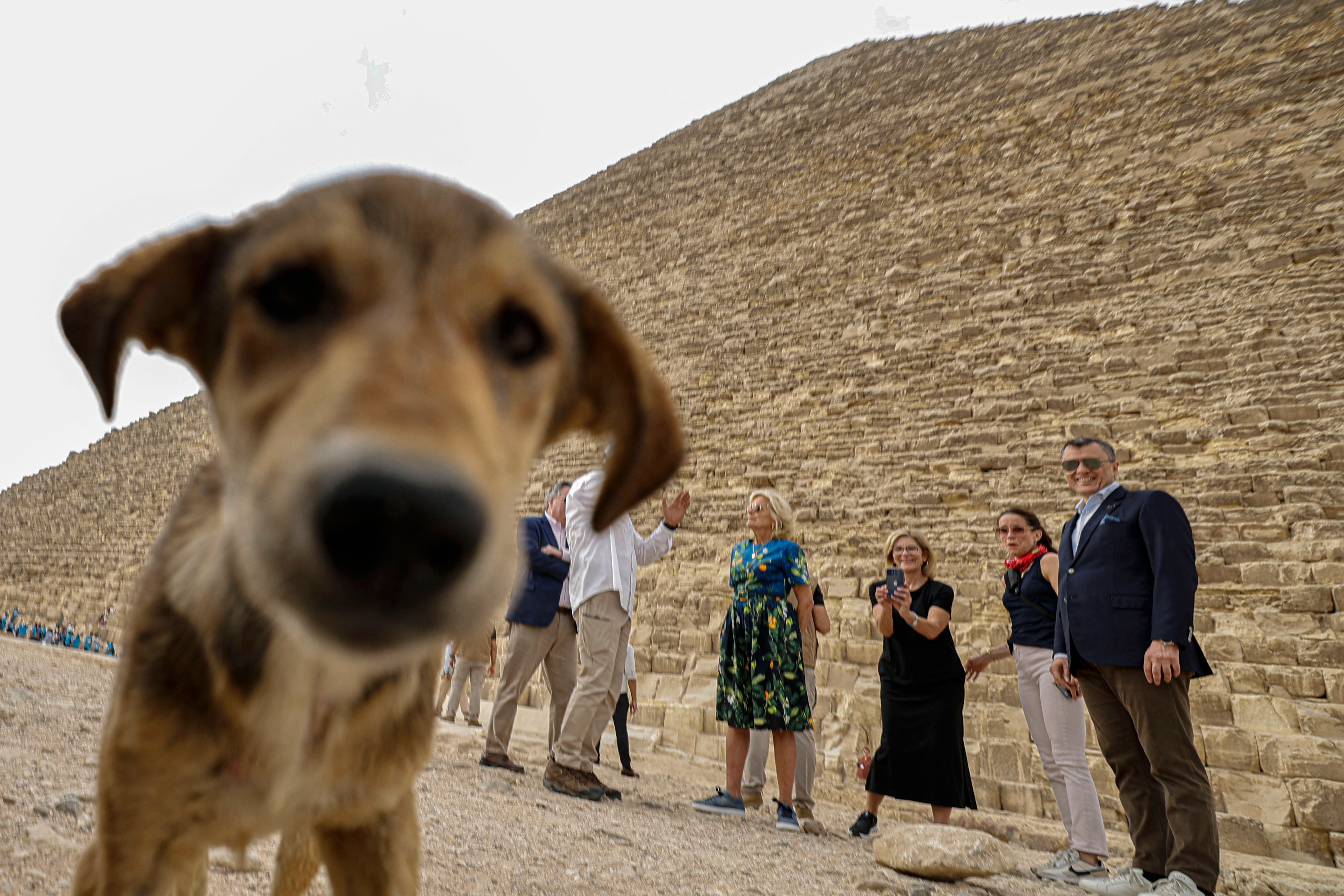 Meet Apollo, the Egyptian dog going viral for climbing on top of ...