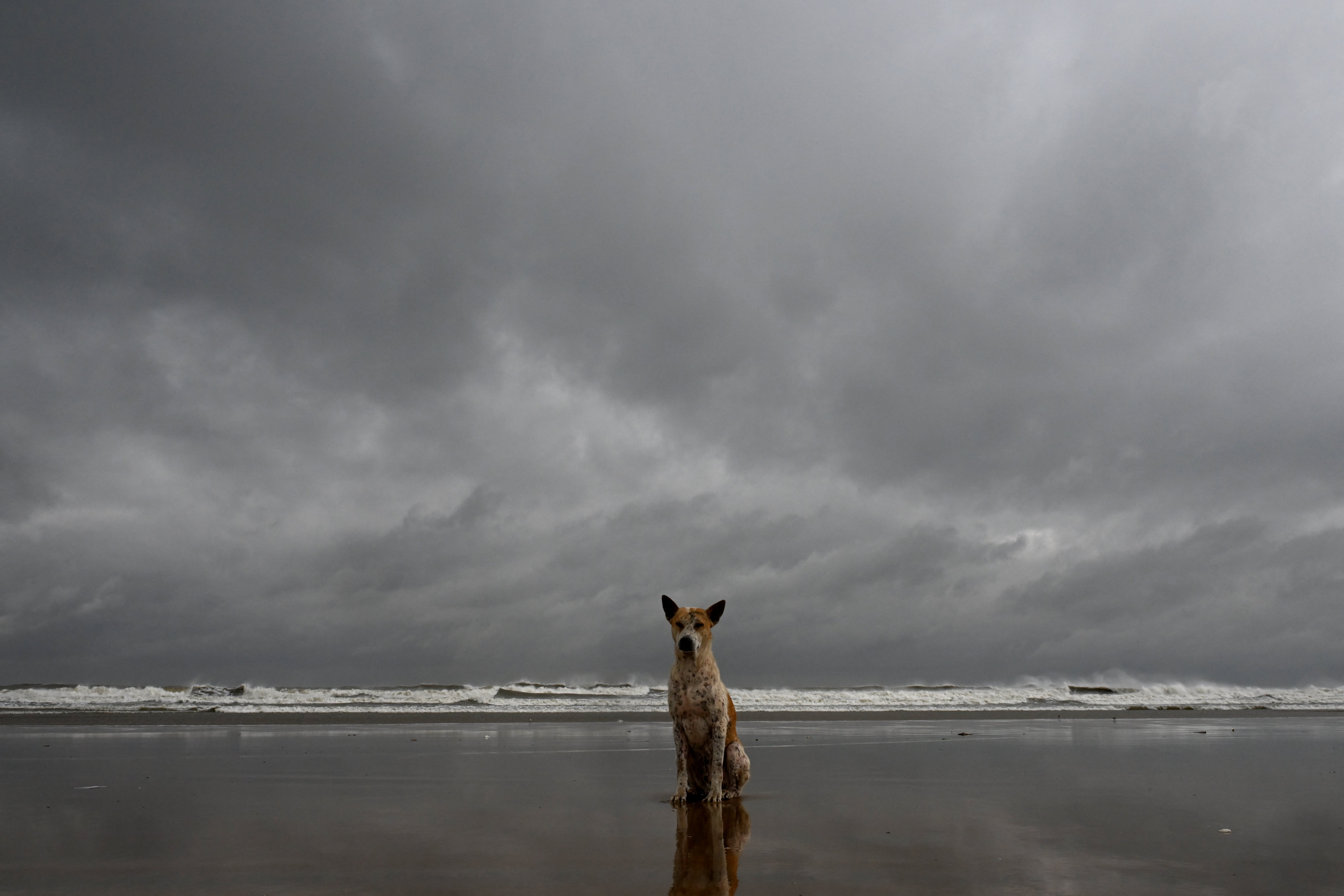 A stray canine  sits astatine  a formation  adjacent   the Bay of Bengal successful  Digha, astir   200km southwest of Kolkata