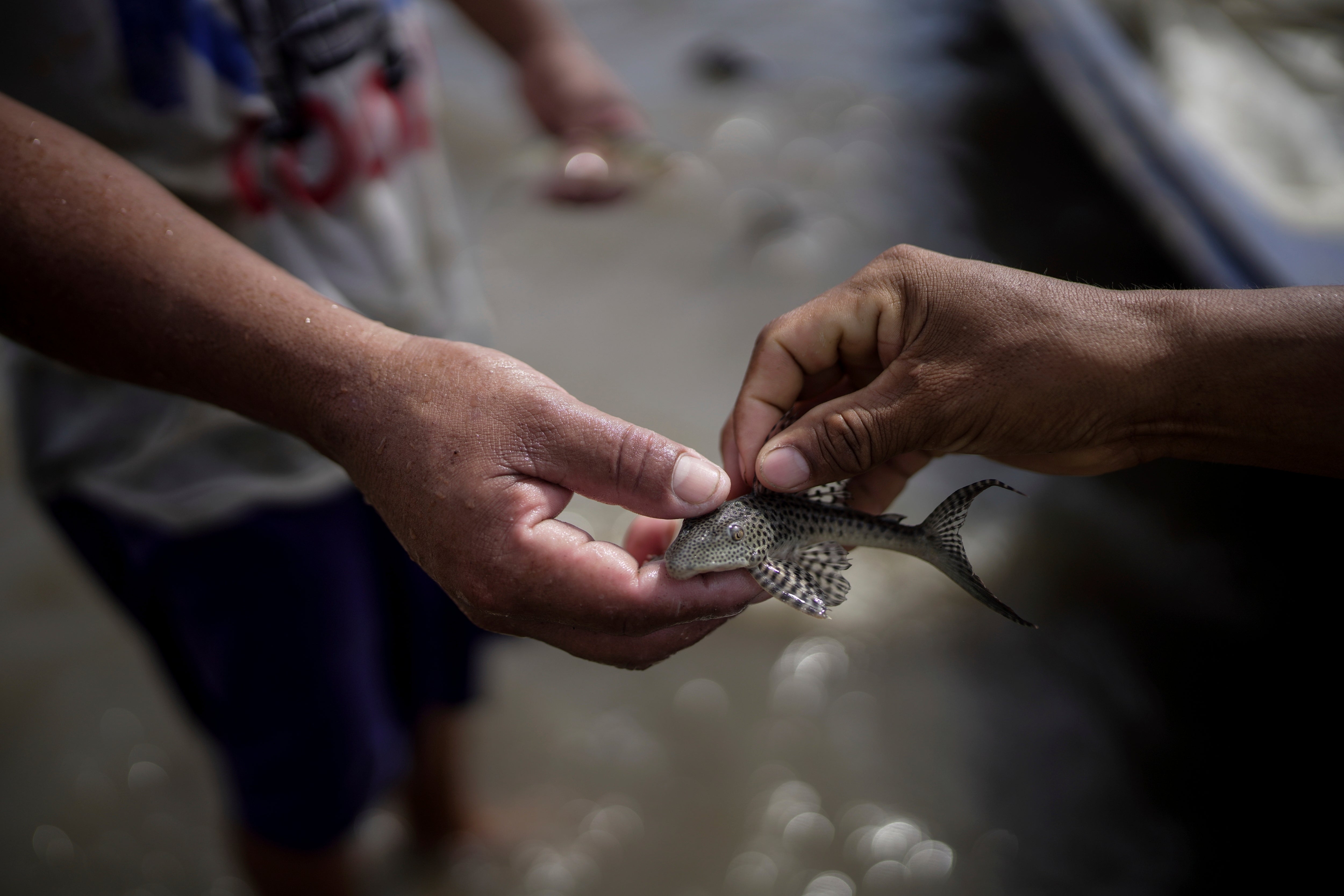 Climate Colombia Amazon Drought