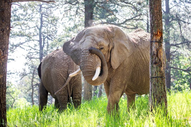 <p>This undated photo provided by the Cheyenne Mountain Zoo shows elephants Kimba, front, and Lucky, back, at the Zoo in Colorado Springs, Colorado. A court is now hearing if the elphants can challenge thier captivitiy </p>