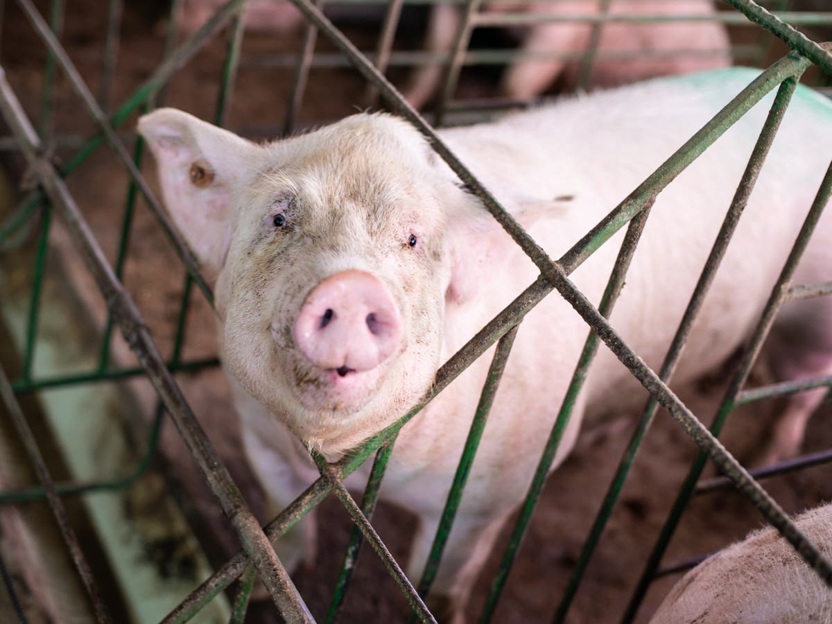 Castrated pigs and chickens in tiny cages: The ‘millions in taxpayer cash’ funding cruel factory farms abroad