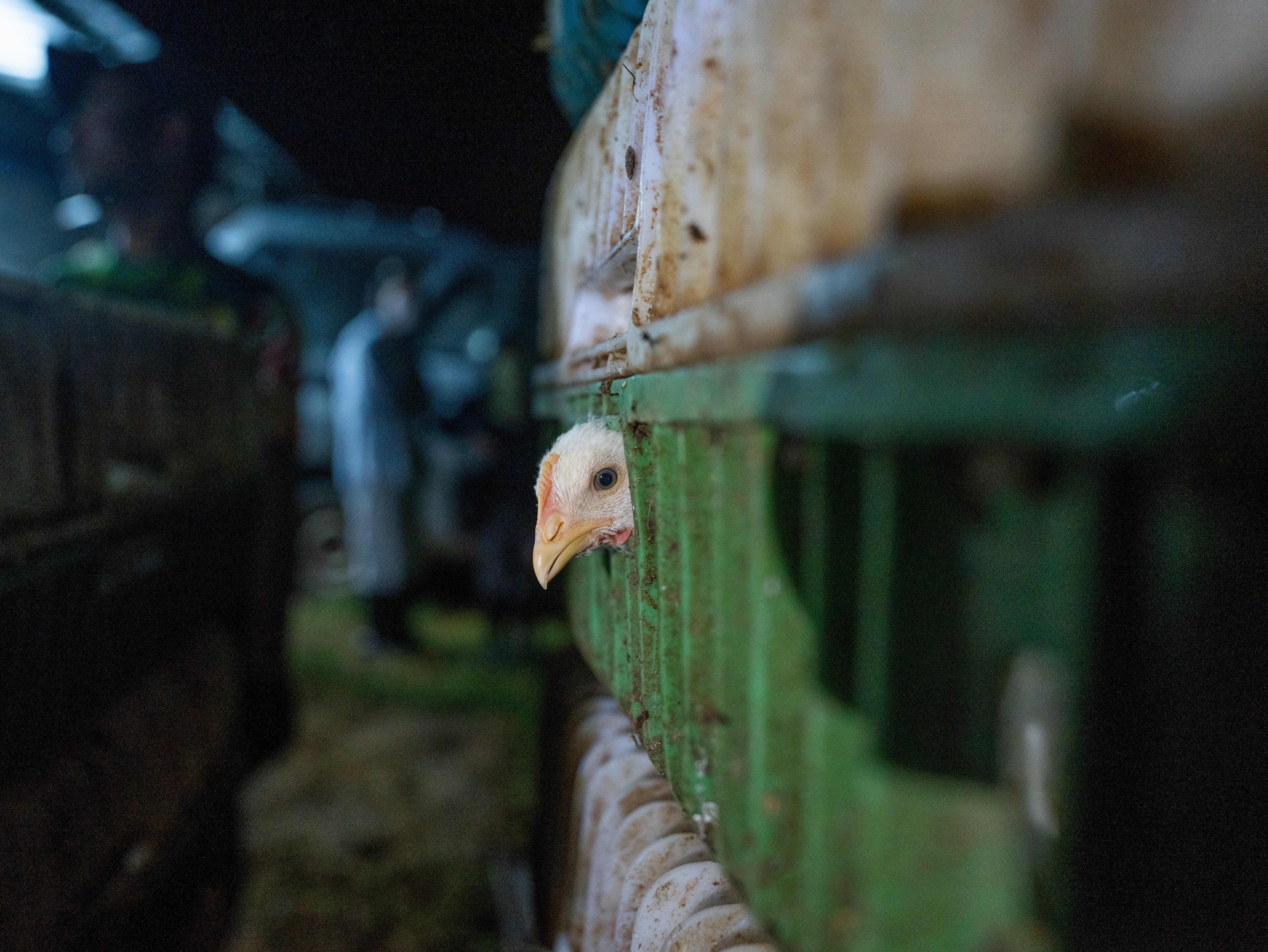 Chicken farms in Thailand keep tens of thousands of birds in cramped spaces