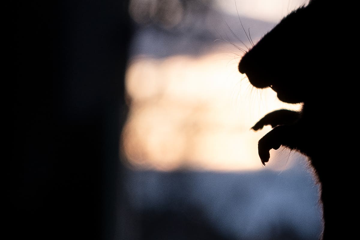 Animal spotted hiding in light fixtures on a flight to Los Angeles