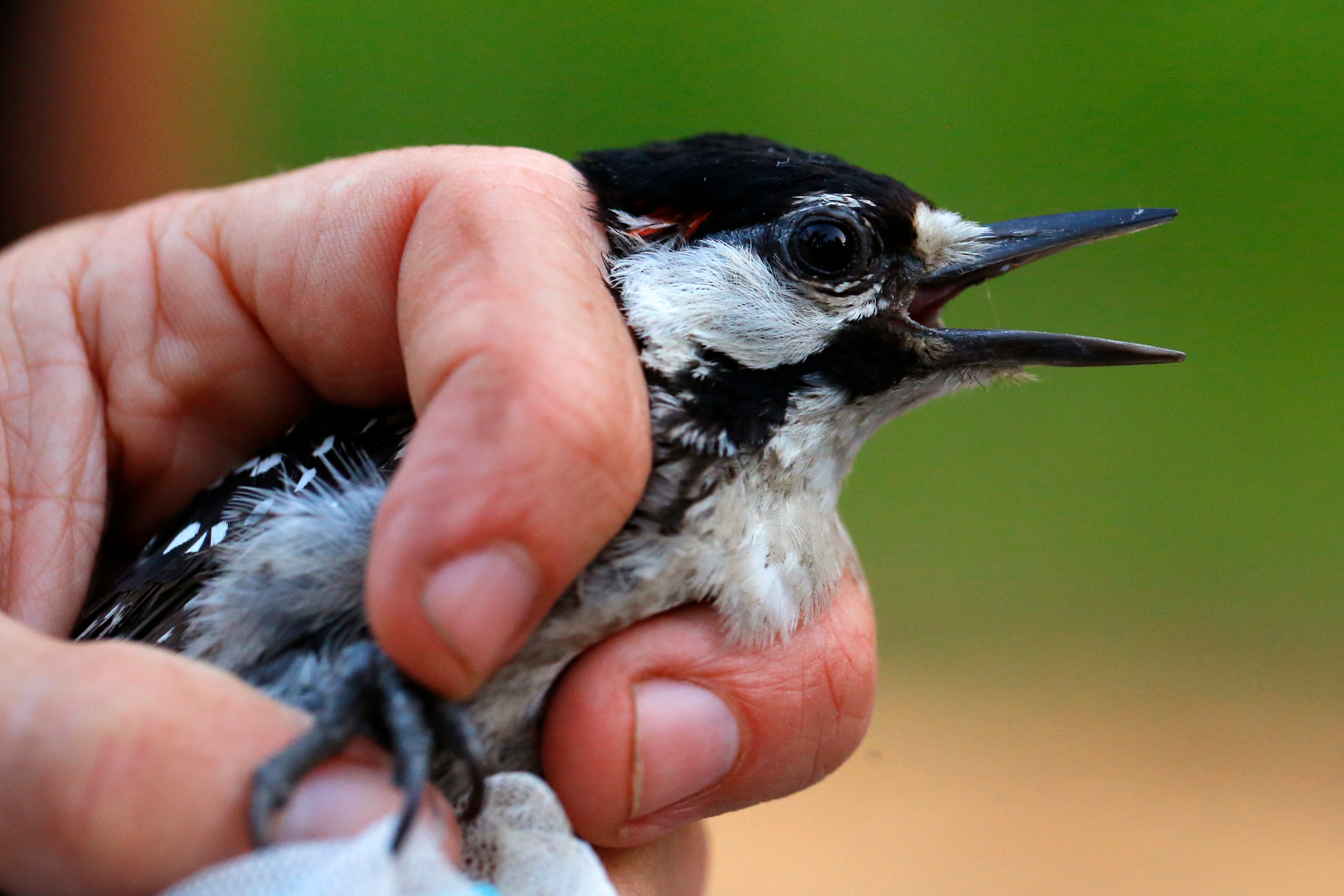 Red-Cockaded Woodpecker