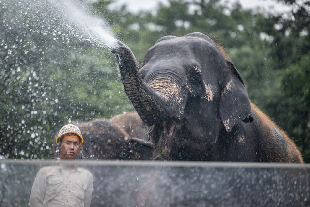 <p>Imagen representativa: Un elefante salvaje ataca a un hombre en la India cuando intentaba hacerse un selfie </p>