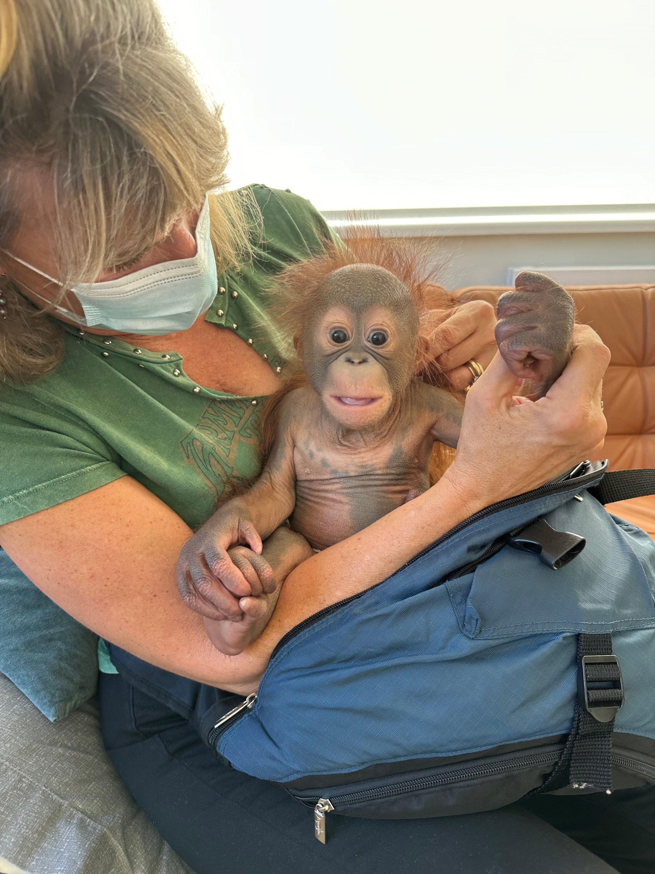 The 12-week-old will be cared for by the European specialist orangutan creche