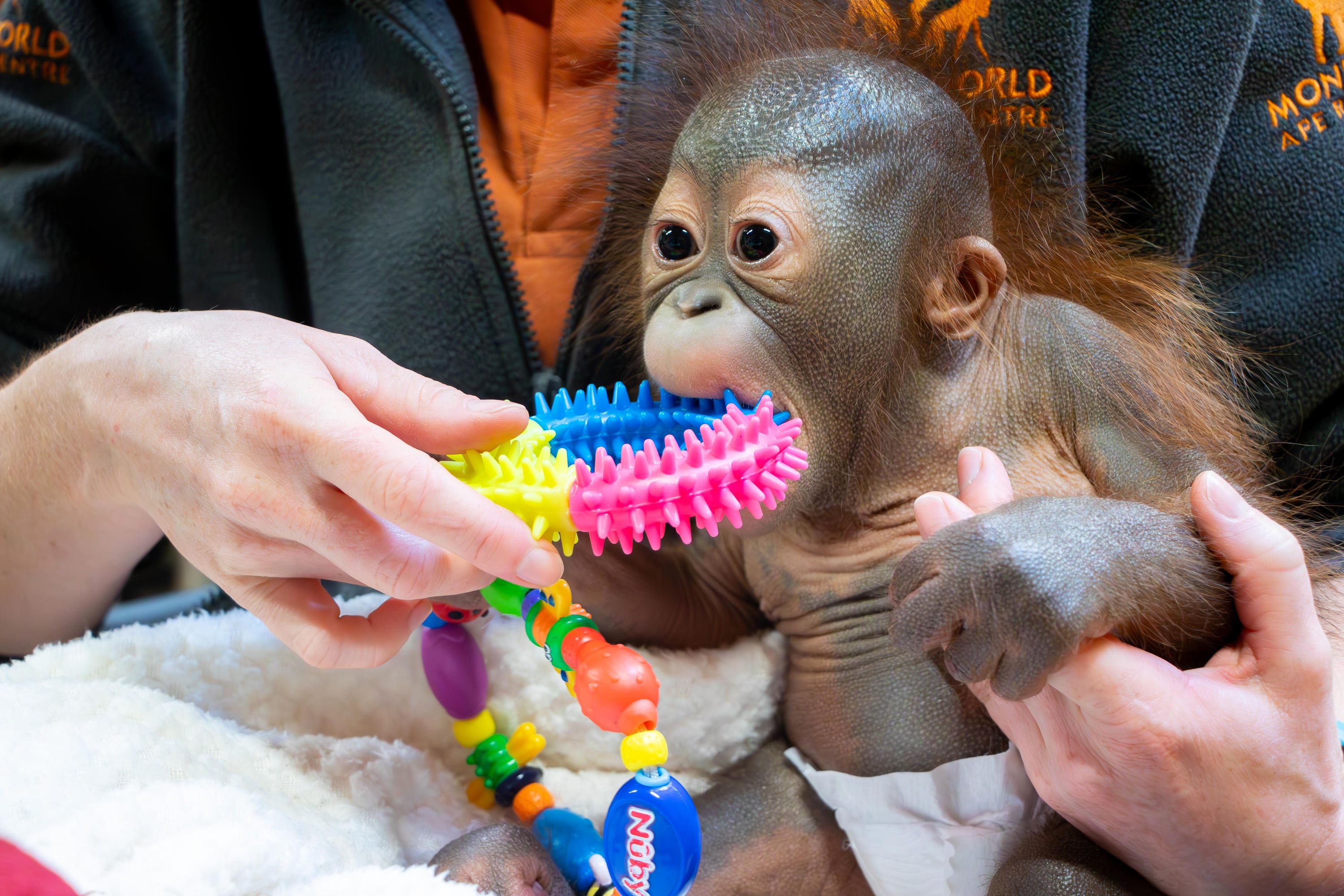 Baby orangutan Sibu Junior has arrived at Monkey World where he will be hand reared by specialists (MonkeyWorld/Dublin Zoo/PA)