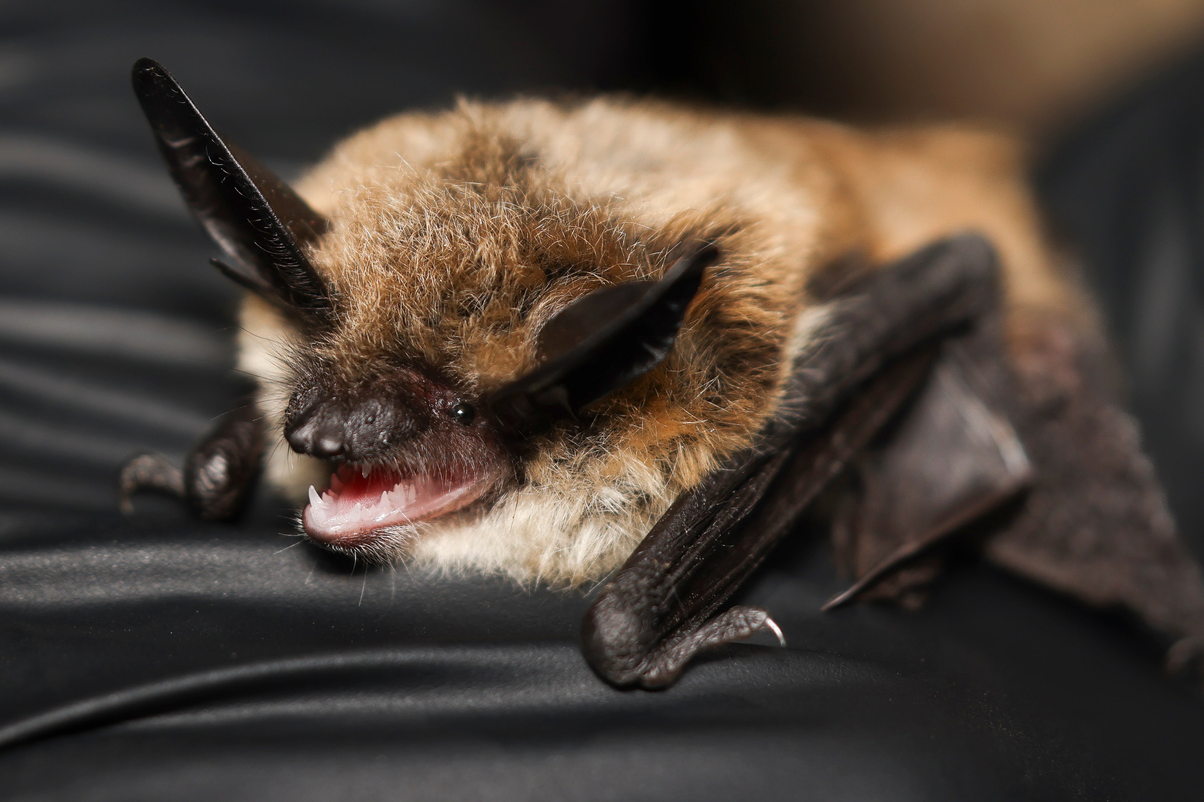 Bat Beauty Contest