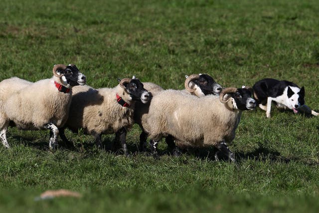 <p>Vladut Boberschi, 34, of Telford, was accused of stealing and killing five sheep from a nearby farm </p>