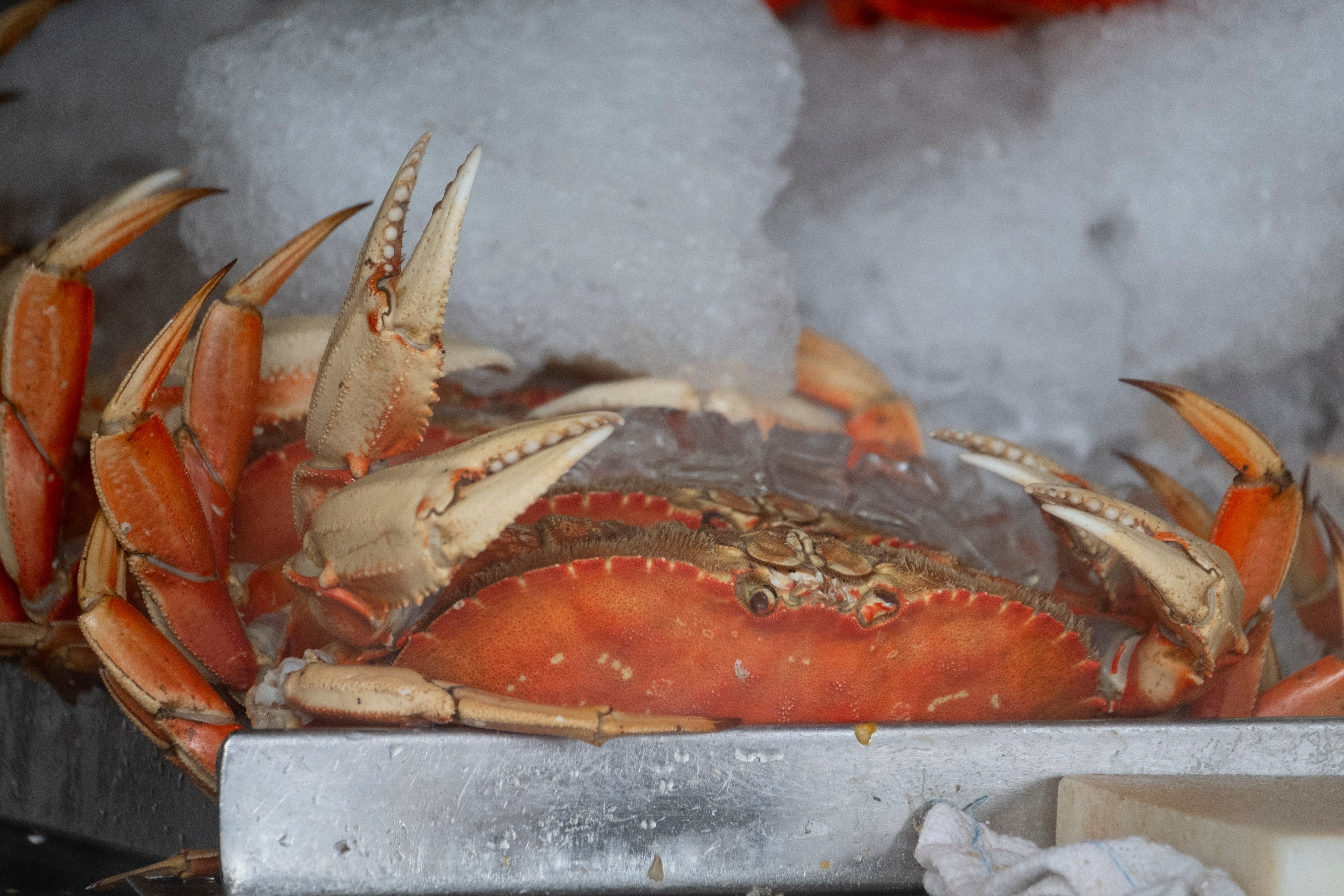 California Dungeness Crab