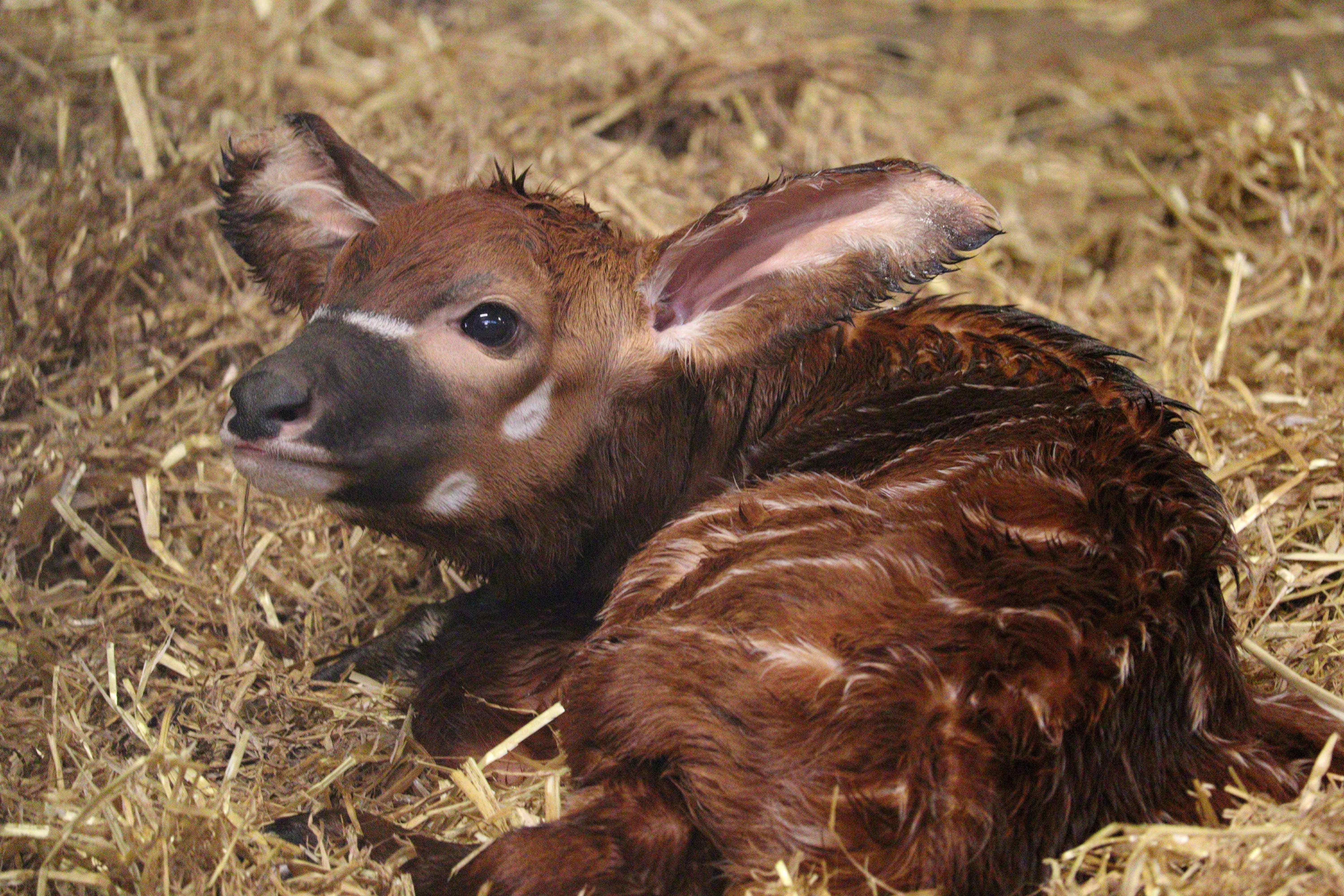 Woburn Safari Park announced that the park has welcomed a bongo calf (Woburn Safari Park/PA)