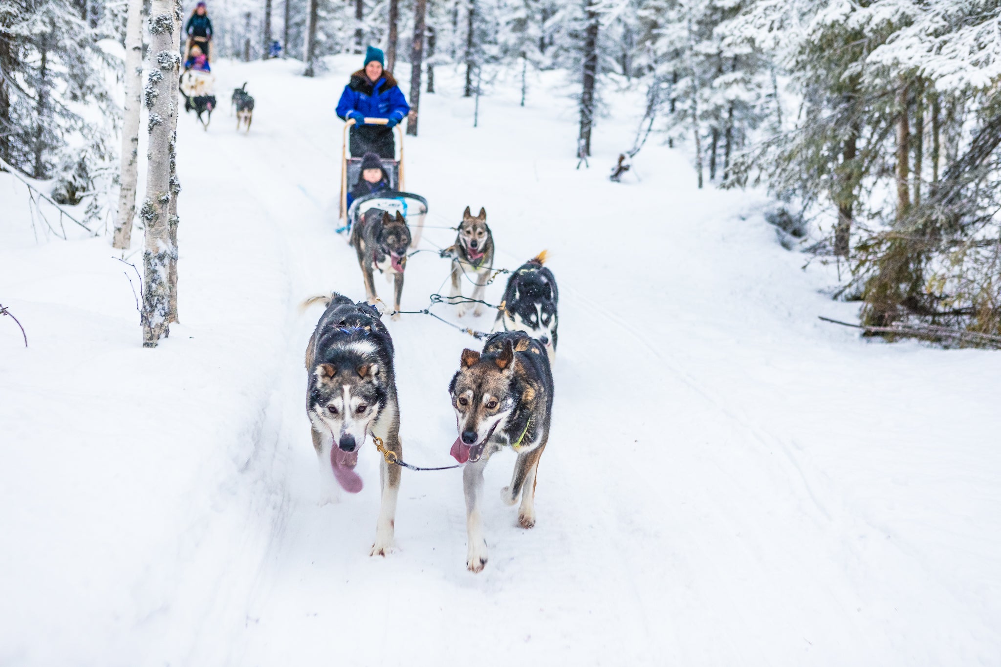 Take husky rides in search of the aurora (Canterbury Travel/PA)