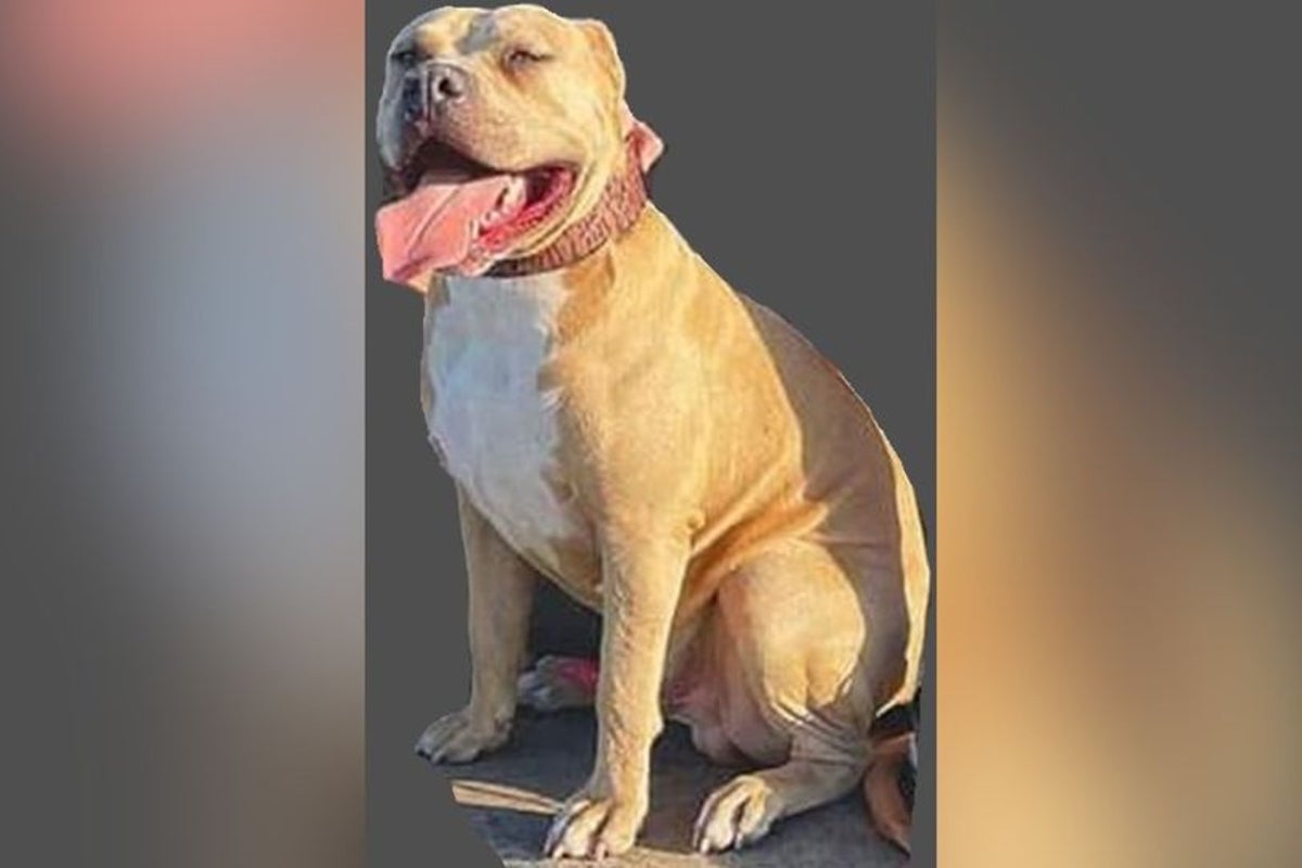 Urgent police hunt for ‘out of control’ XL bully that killed dog and ...